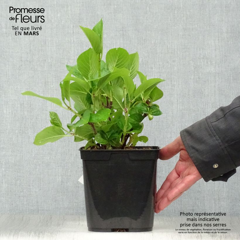 Hydrangea macrophylla Mousmee - Ortensia Vaso da 2L/3L esemplare consegnato in primavera