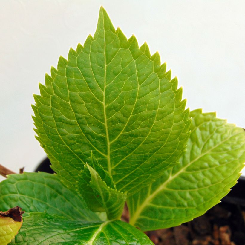 Hydrangea macrophylla Mousseline - Ortensia (Foliage)