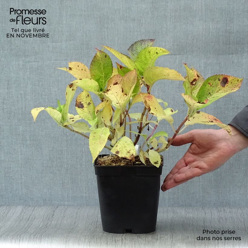 Esemplare di Hydrangea macrophylla Mousseline - Ortensia Vaso da 2L/3L come consegnato in autunno