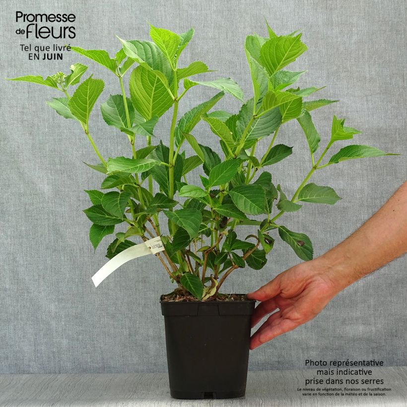 Esemplare di Hydrangea macrophylla Mousseline - Ortensia Vaso da 2L/3L consegnato in estate