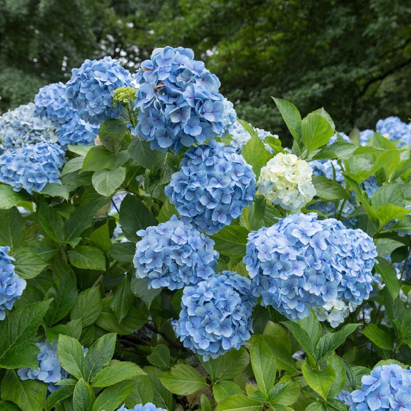 Hydrangea macrophylla Mousseline - Ortensia (Flowering)