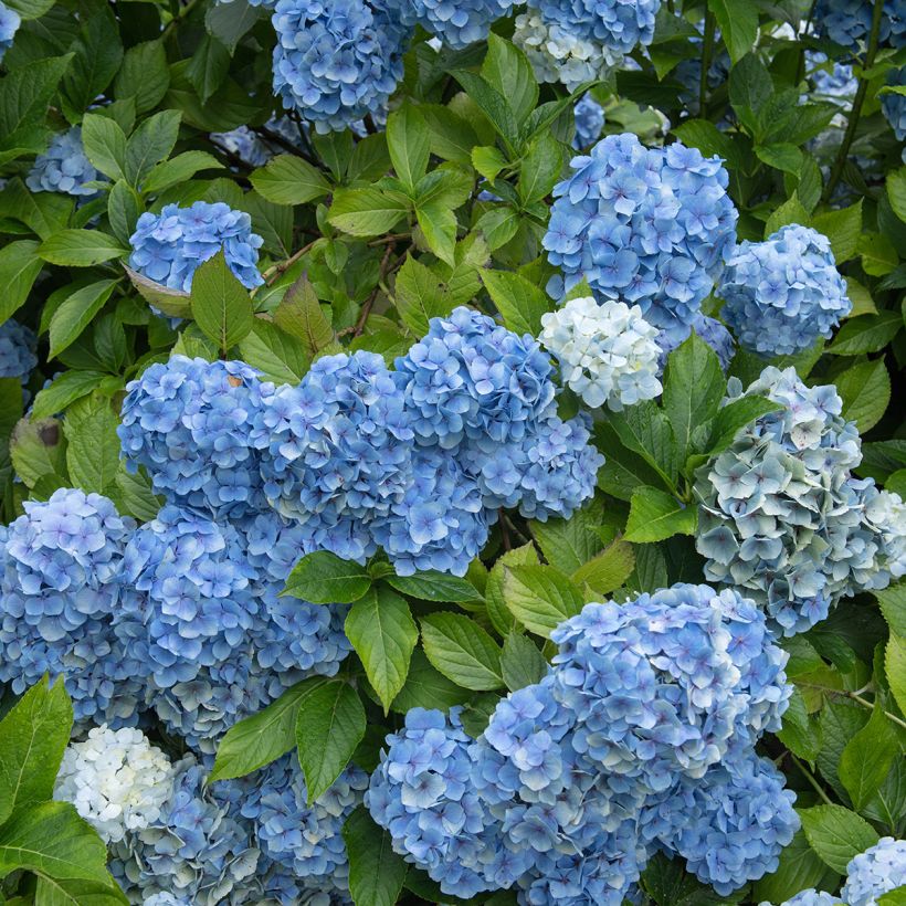 Hydrangea macrophylla Mousseline - Ortensia (Plant habit)