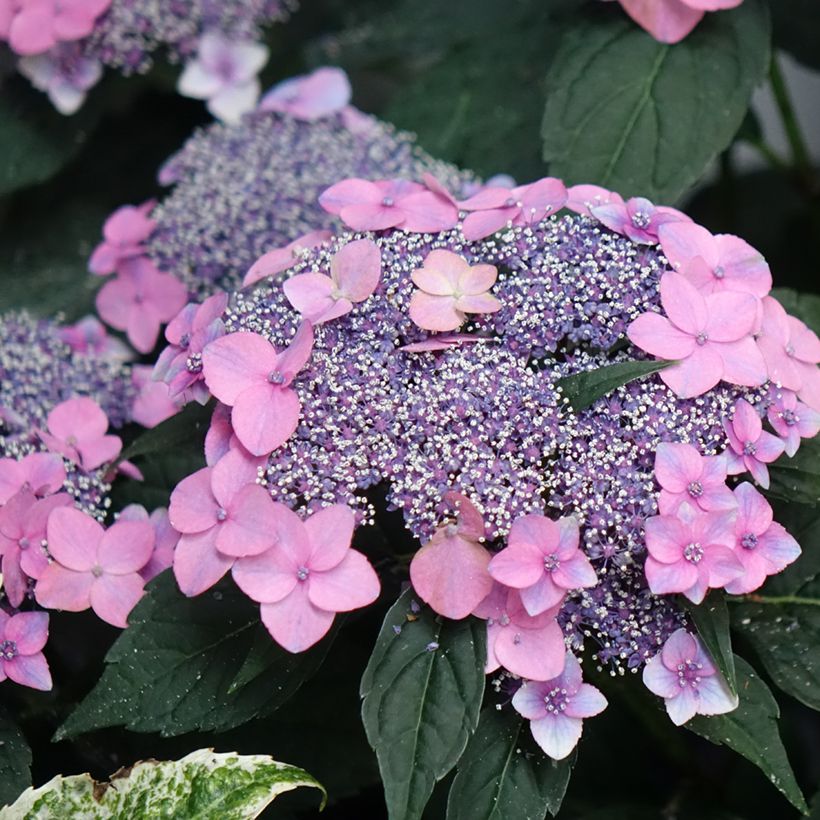 Hydrangea macrophylla Nanping - Ortensia (Fioritura)