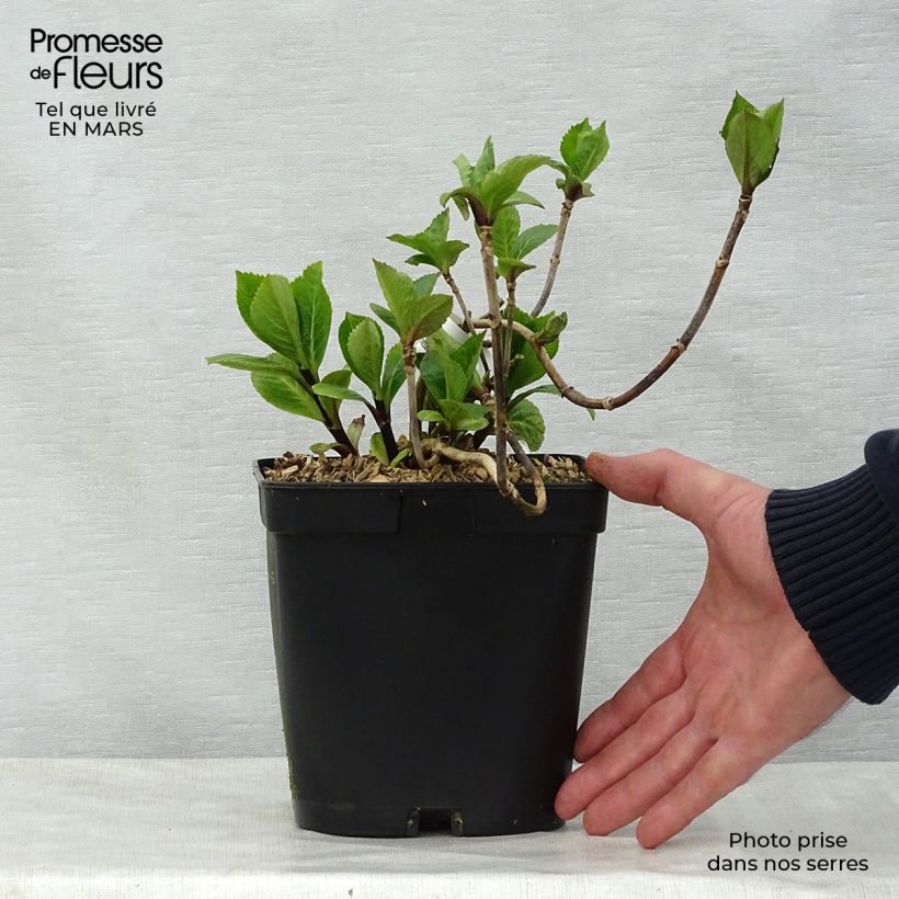 Hydrangea macrophylla Nigra - Ortensia Vaso da 2L/3L esemplare consegnato in primavera