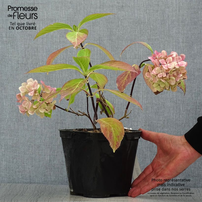 Esemplare di Hydrangea macrophylla Nigra - Ortensia Vaso da 4L/5L come consegnato in autunno