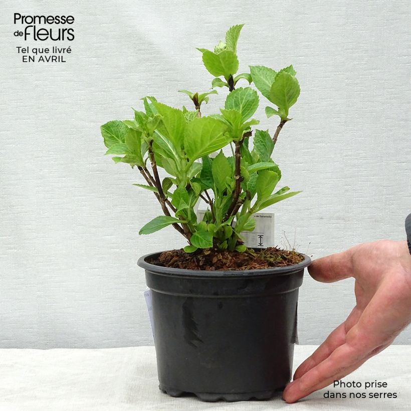 Example of Hydrangea macrophylla Nikko Blue - Ortensia Vaso da 2L/3L as you get in printemps