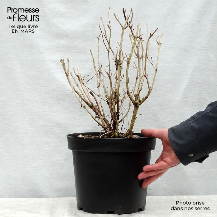 Example of Hydrangea macrophylla Nikko Blue - Ortensia Vaso da 7,5L/10L as you get in printemps