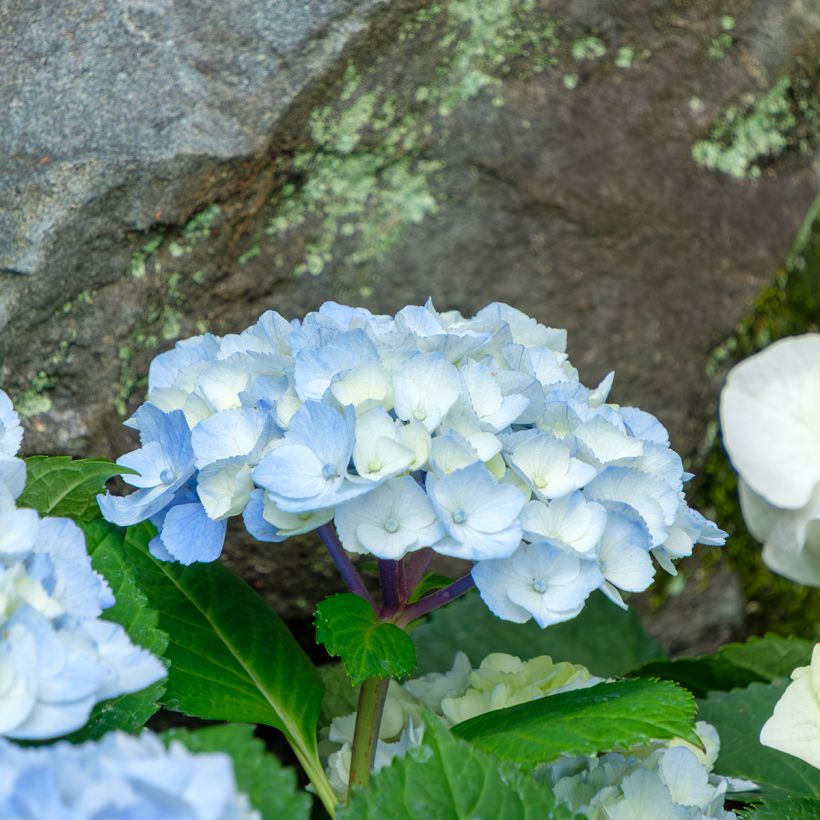 Hydrangea macrophylla Nikko Blue - Ortensia (Flowering)
