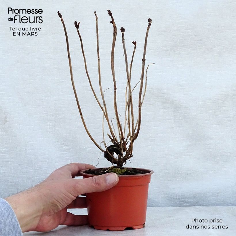 Example of Hydrangea macrophylla Nikko Blue - Ortensia Vasetto da 8/9 cm as you get in printemps