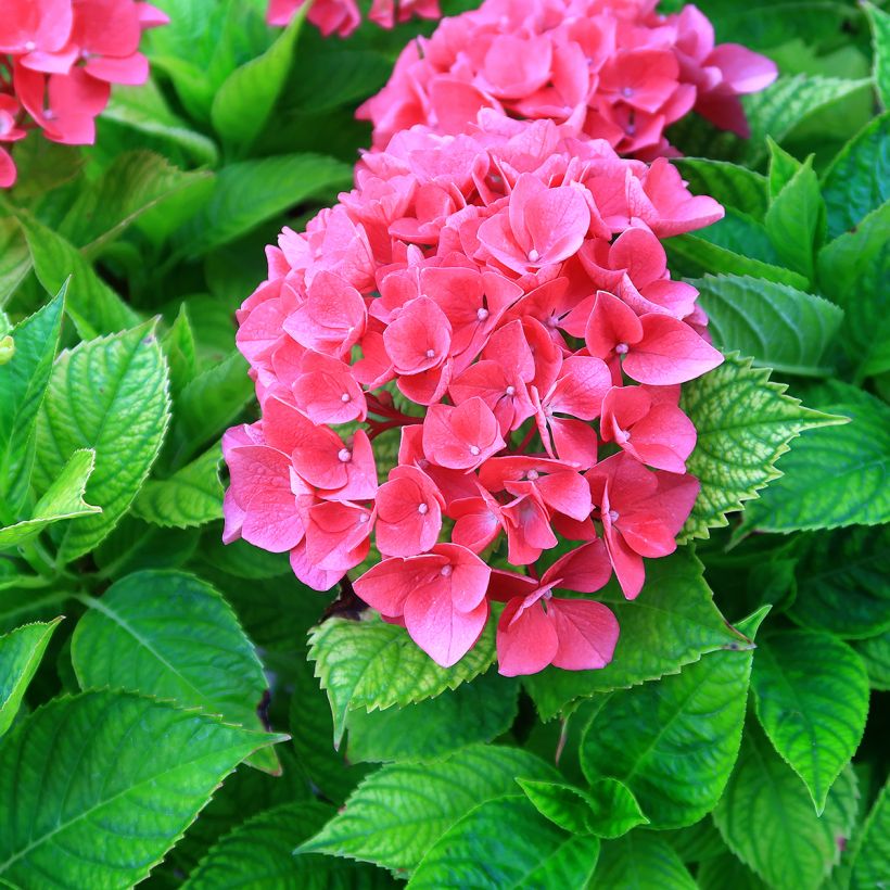 Hydrangea macrophylla Pia - Ortensia (Flowering)