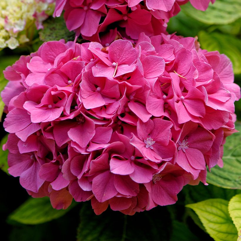Hydrangea macrophylla Pink Pop - Ortensia (Flowering)