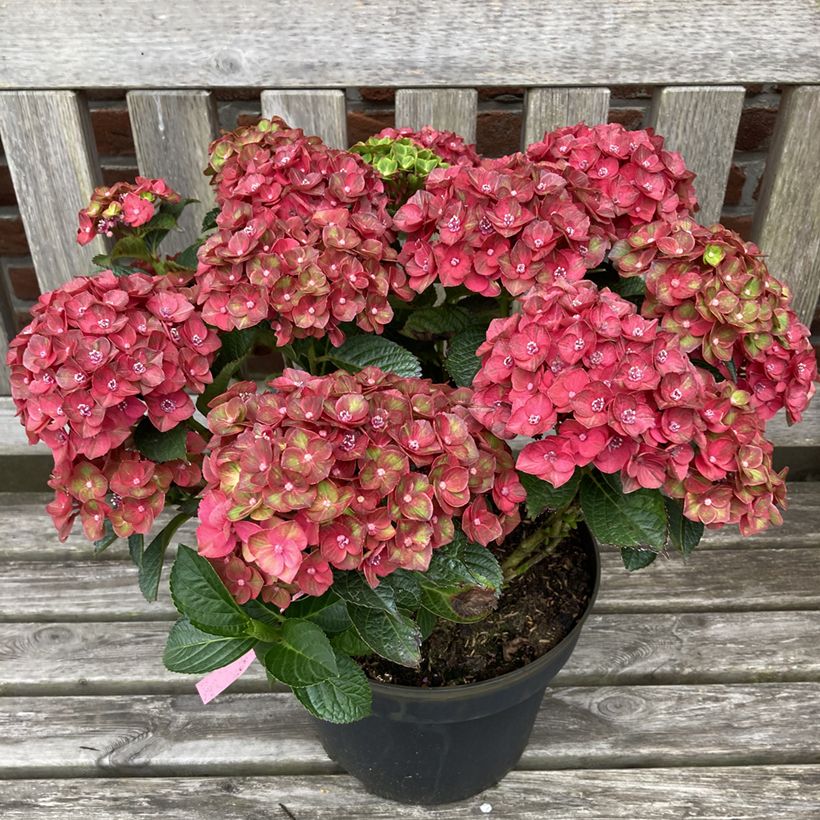 Hortensia - Hydrangea macrophylla Rebellion Choco Love (Porto)