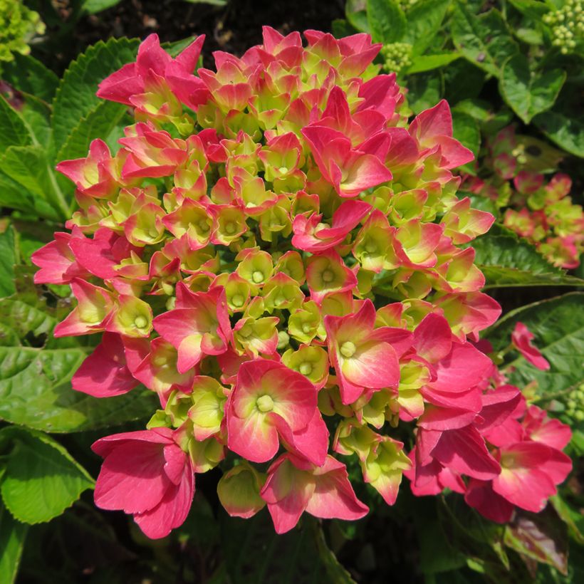 Hortensia - Hydrangea macrophylla Rebellion Dark Pink Love (Fioritura)