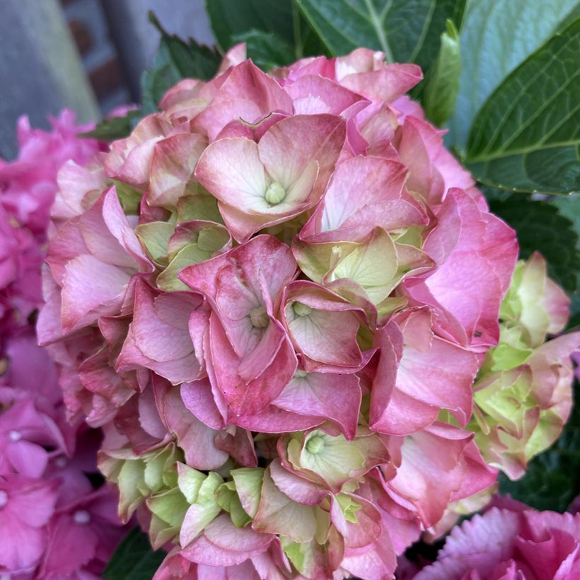 Hortensia - Hydrangea macrophylla Rebellion Pink Love (Fioritura)