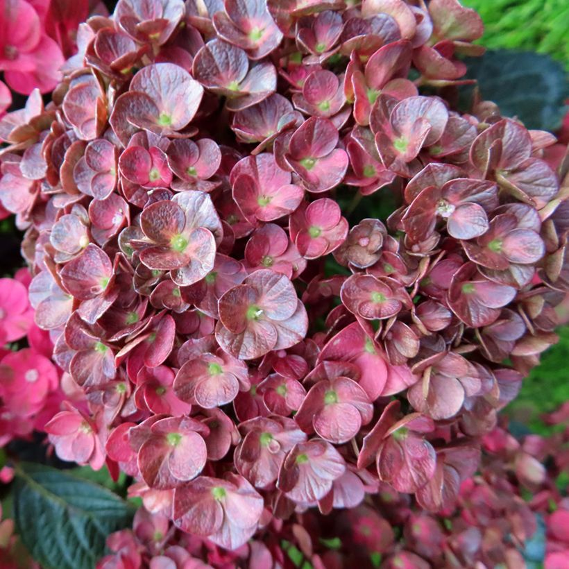 Hortensia - Hydrangea macrophylla Rebellion Pistachio Love (Fioritura)