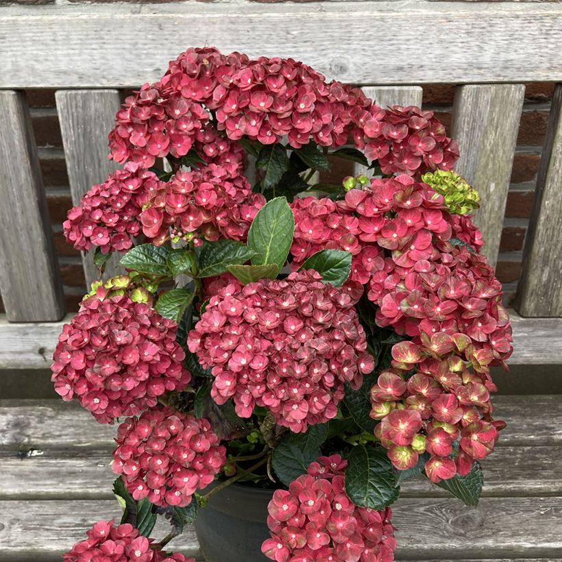 Hortensia - Hydrangea macrophylla Rebellion Pistachio Love (Porto)