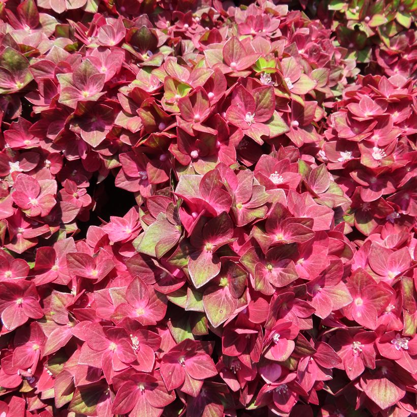 Hortensia - Hydrangea macrophylla Rebellion Red Love (Fioritura)