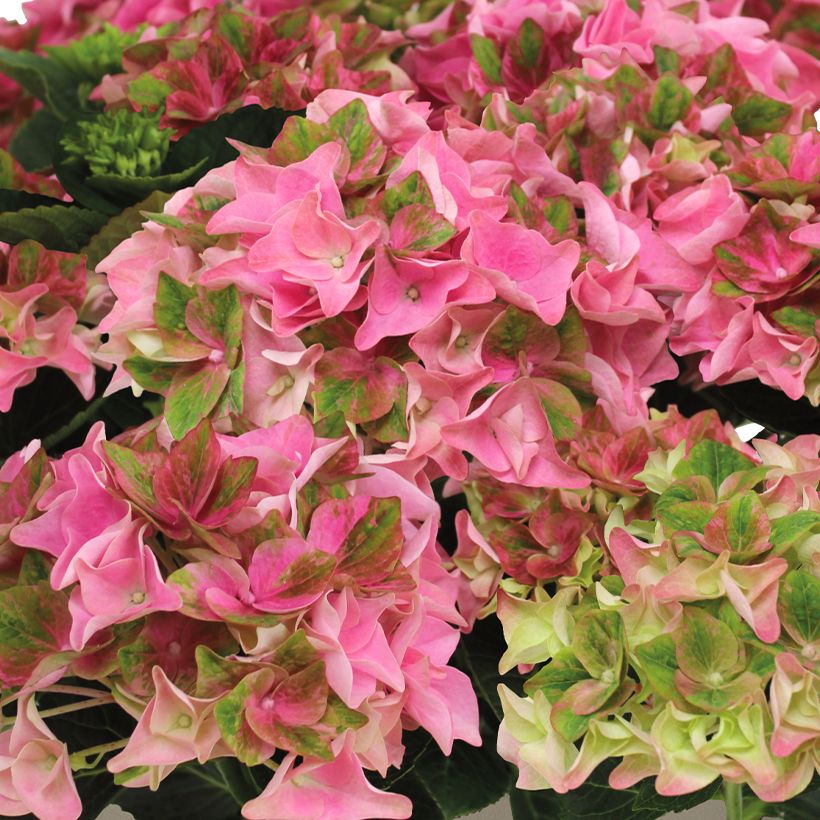 Hortensia - Hydrangea macrophylla Rembrandt Antico Fresco (Fioritura)