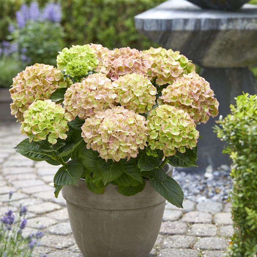 Hortensia - Hydrangea macrophylla Rembrandt Bella Pesche (Porto)