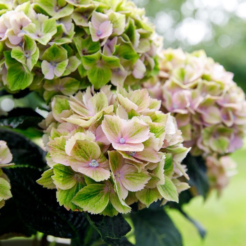 Hortensia - Hydrangea macrophylla Rembrandt Bella Pesche (Fioritura)