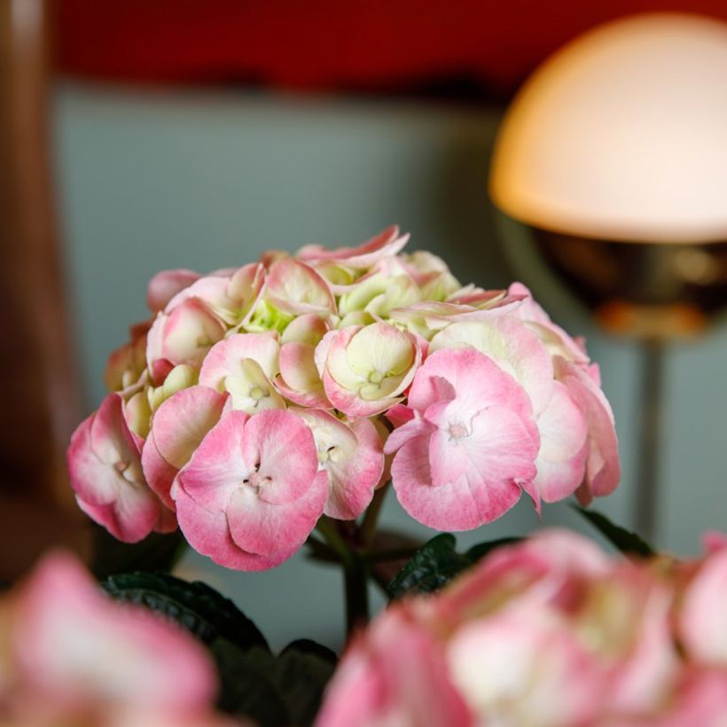 Hortensia - Hydrangea macrophylla Rembrandt Dolce Chic (Fioritura)