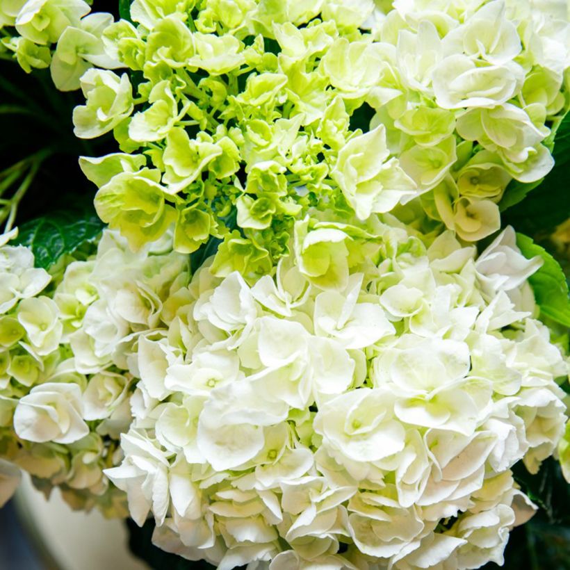 Hortensia - Hydrangea macrophylla Rembrandt Elegant Rosa (Fioritura)