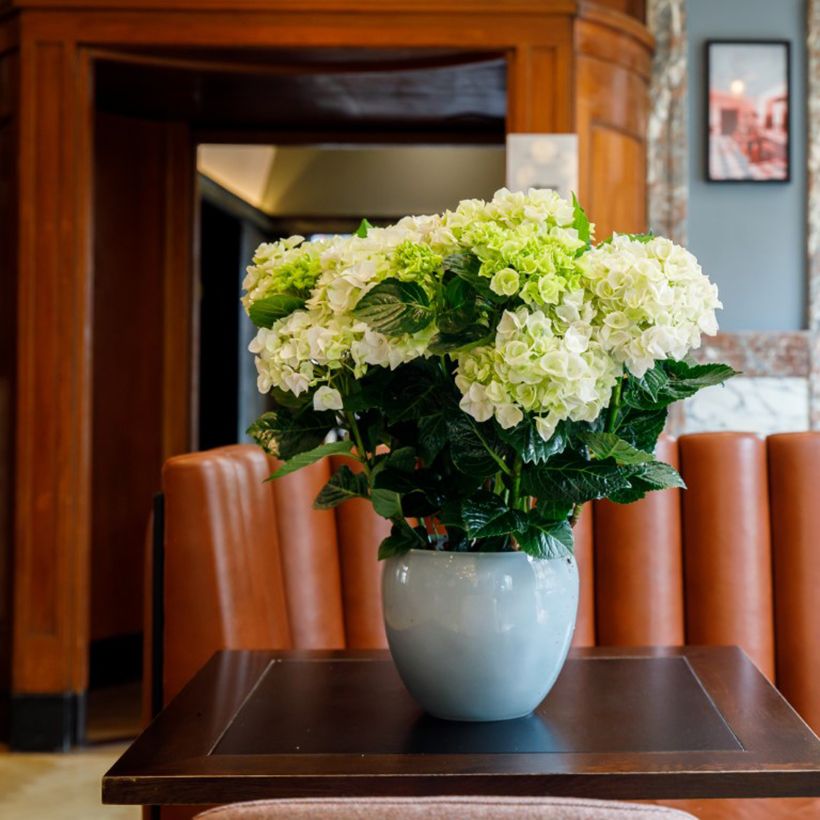 Hortensia - Hydrangea macrophylla Rembrandt Elegant Rosa (Porto)