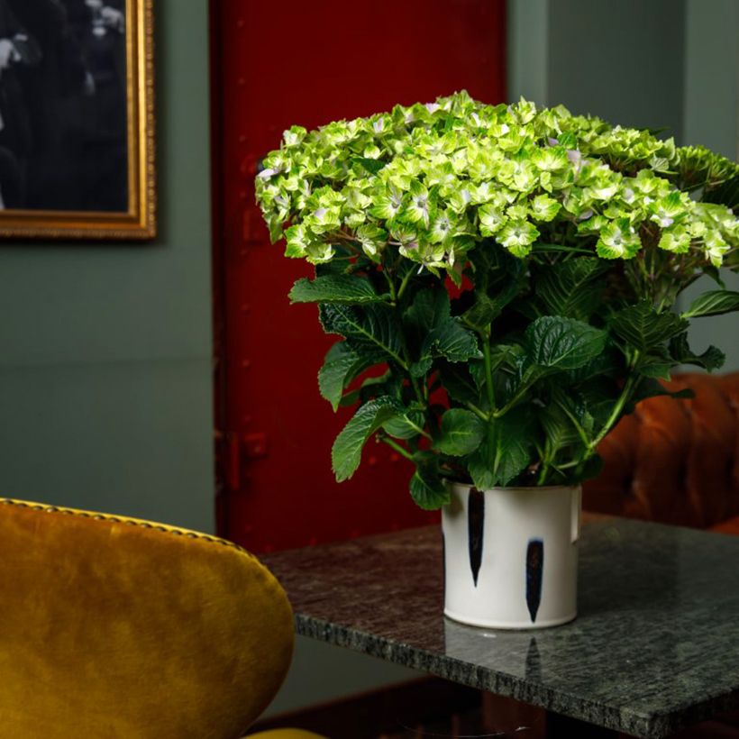 Hortensia - Hydrangea macrophylla Rembrandt Vibrant Verde (Porto)