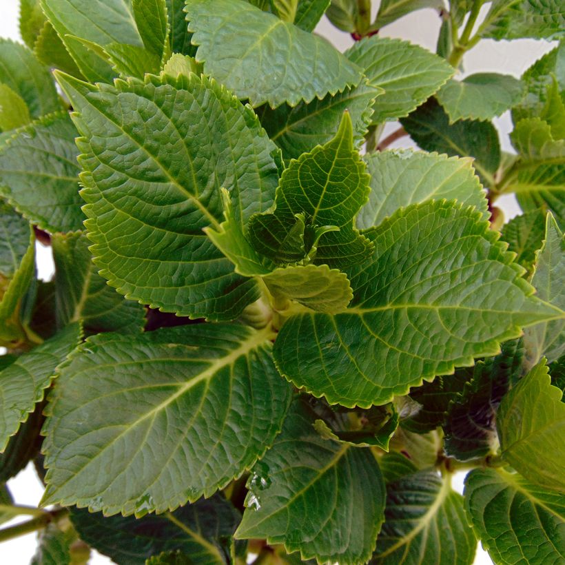 Hydrangea macrophylla Renate Steiniger - Ortensia (Foliage)