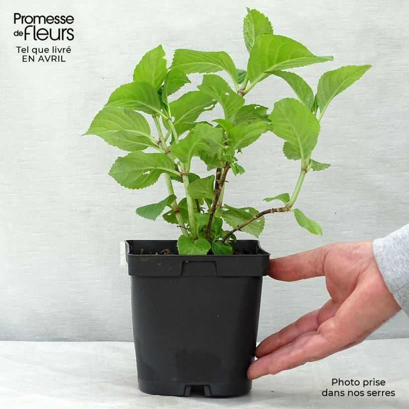 Example of Hydrangea macrophylla Rosita - Ortensia Vaso da 2L/3L as you get in printemps