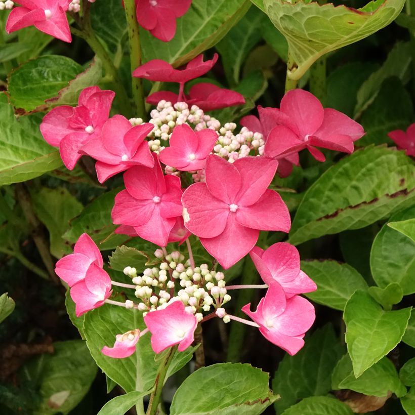 Hydrangea macrophylla Rotschwanz - Ortensia (Flowering)