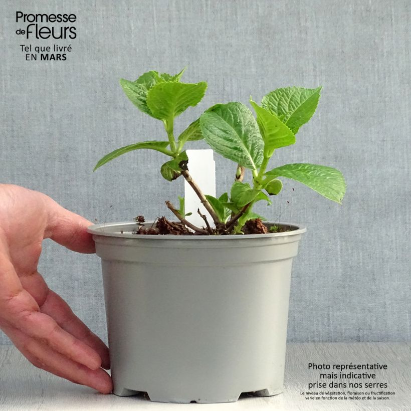 Example of Hydrangea macrophylla Rotschwanz - Ortensia Vaso da 2L/3L as you get in printemps