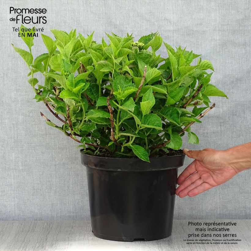 Example of Hydrangea macrophylla Rotschwanz - Ortensia Vaso da 7,5L/10L as you get in printemps