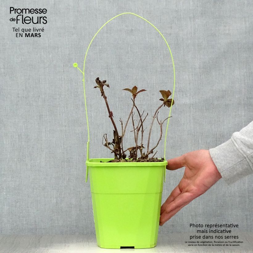 Hydrangea macrophylla Dutch Ladies Salsa - Ortensia Vaso da 4L/5L esemplare consegnato in primavera