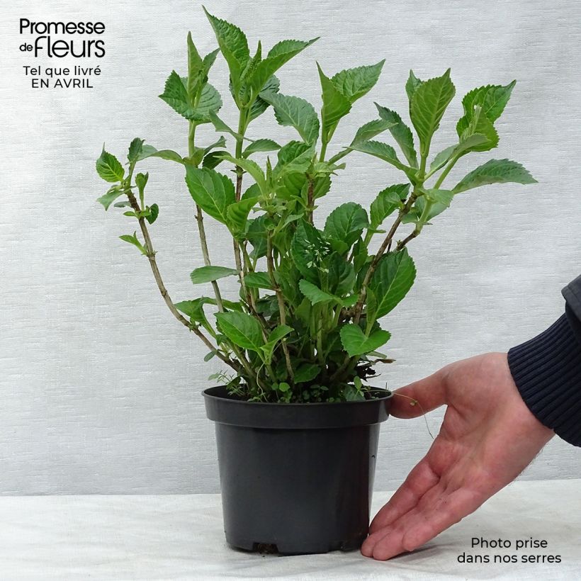 Example of Hydrangea macrophylla Schloss Wackerbarth - Ortensia Vaso da 3L/4L as you get in printemps