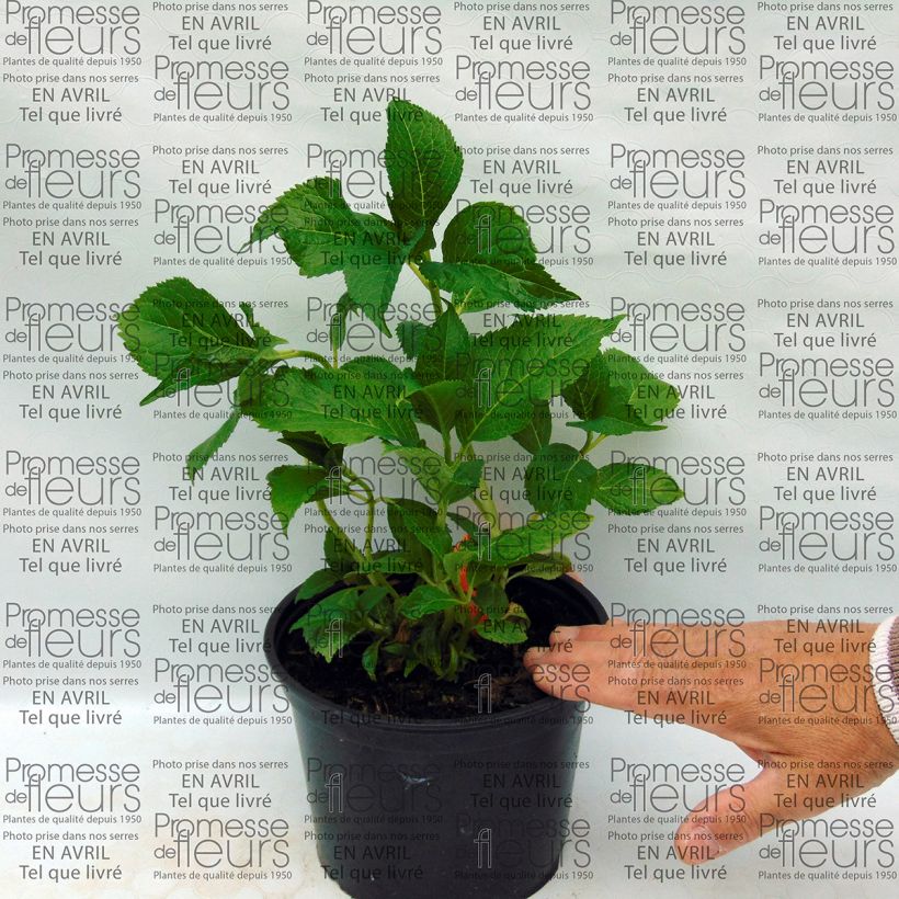 Esempio di esemplare Hydrangea macrophylla Shooting Star - Ortensia Vaso da 2L/3L come consegnato