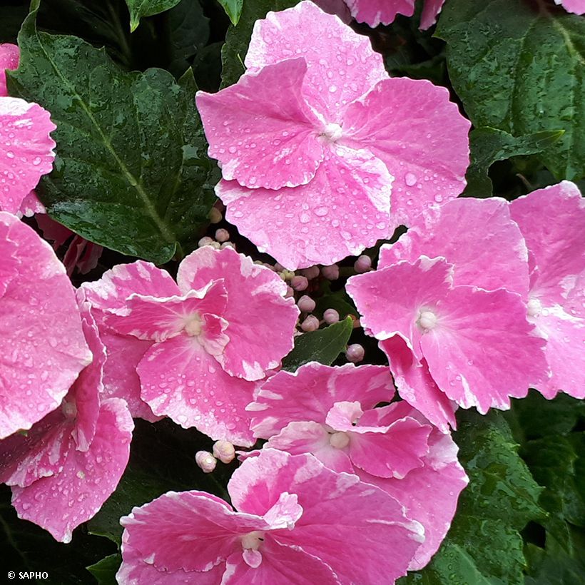 Hydrangea macrophylla So Long Starlit Sky - Ortensia (Fioritura)