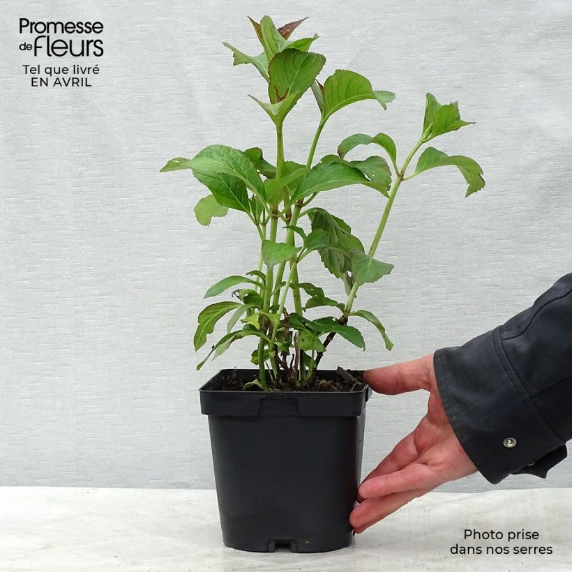 Example of Hydrangea macrophylla So Long Sunny - Ortensia Vaso da 2L/3L as you get in printemps