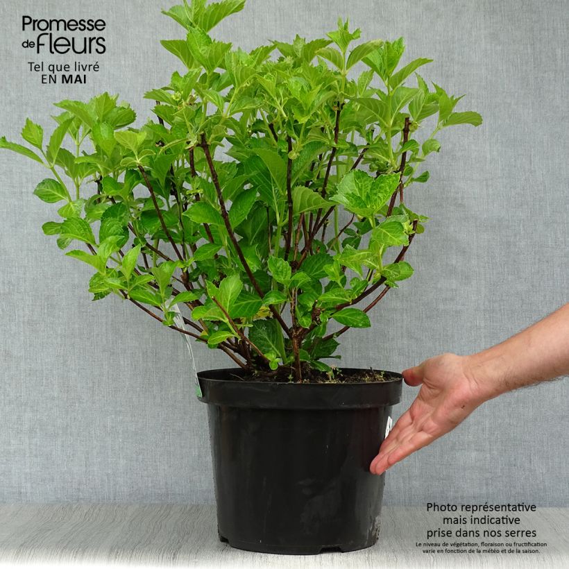 Example of Hydrangea macrophylla Soeur Thérèse - Ortensia Vaso da 7,5L/10L as you get in printemps