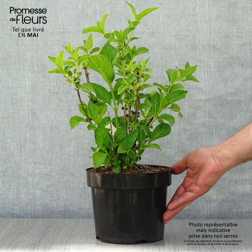 Example of Hydrangea macrophylla Soeur Thérèse - Ortensia Vaso da 2L/3L as you get in printemps