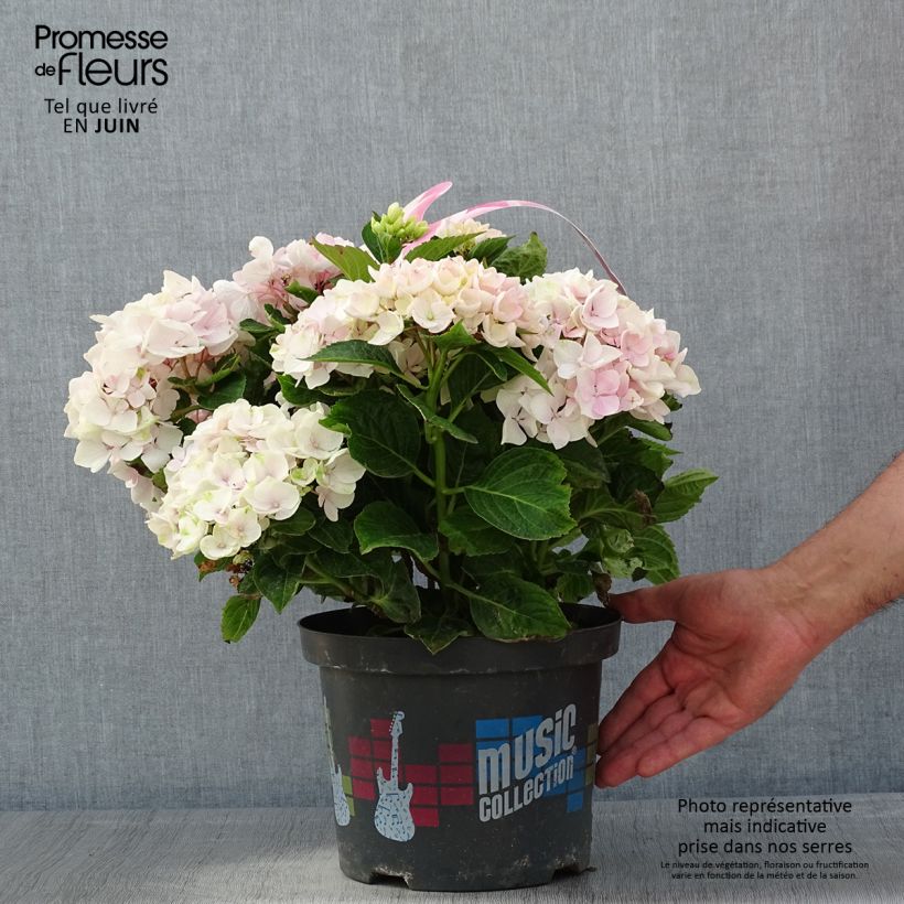 Hydrangea macrophylla Soft Pink Salsa - Ortensia Vaso da 4L/5L esemplare consegnato in primavera