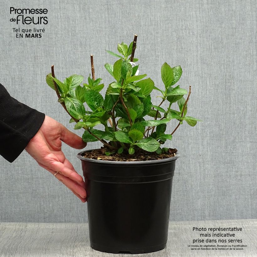 Example of Hydrangea macrophylla Star Gazer Blue - Ortensia Vaso da 4L/5L as you get in printemps