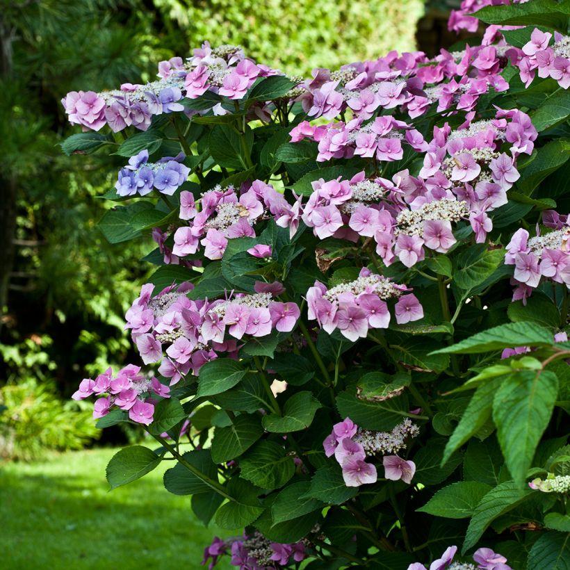 Hydrangea macrophylla Teller Pink - Ortensia (Porto)
