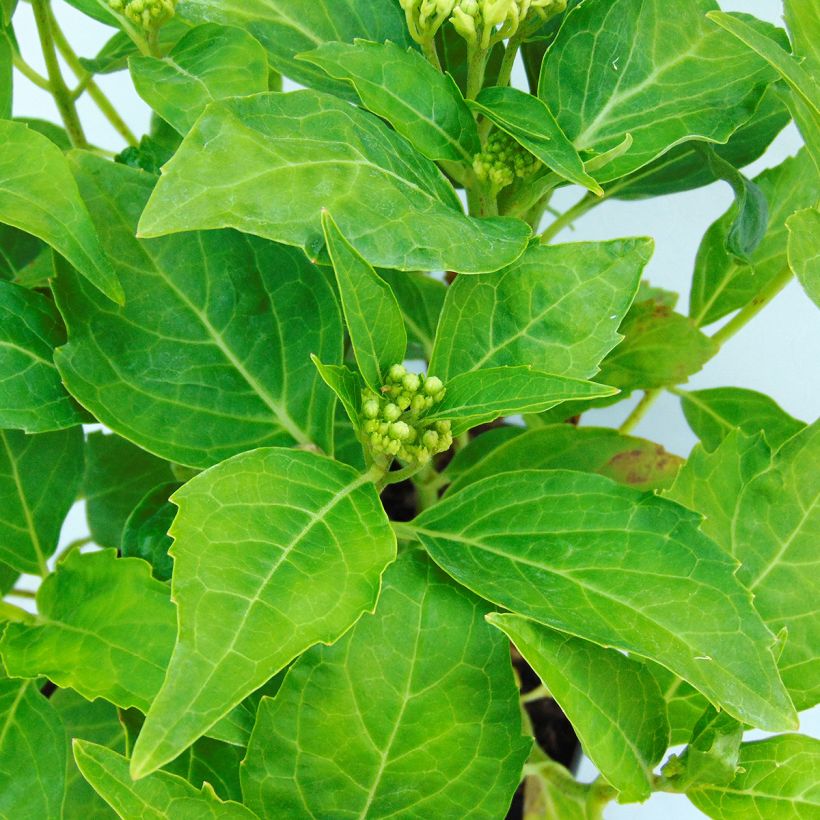 Hydrangea macrophylla Tovelit - Ortensia (Foliage)