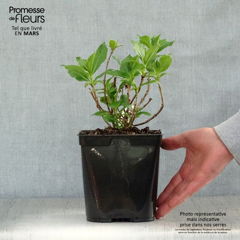 Example of Hydrangea macrophylla Tovelit - Ortensia Vaso da 2L/3L as you get in printemps