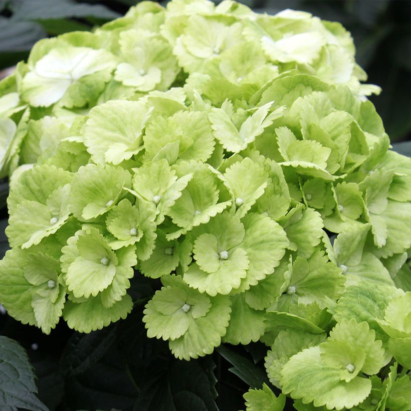 Hydrangea macrophylla Verdi - Ortensia (Fioritura)