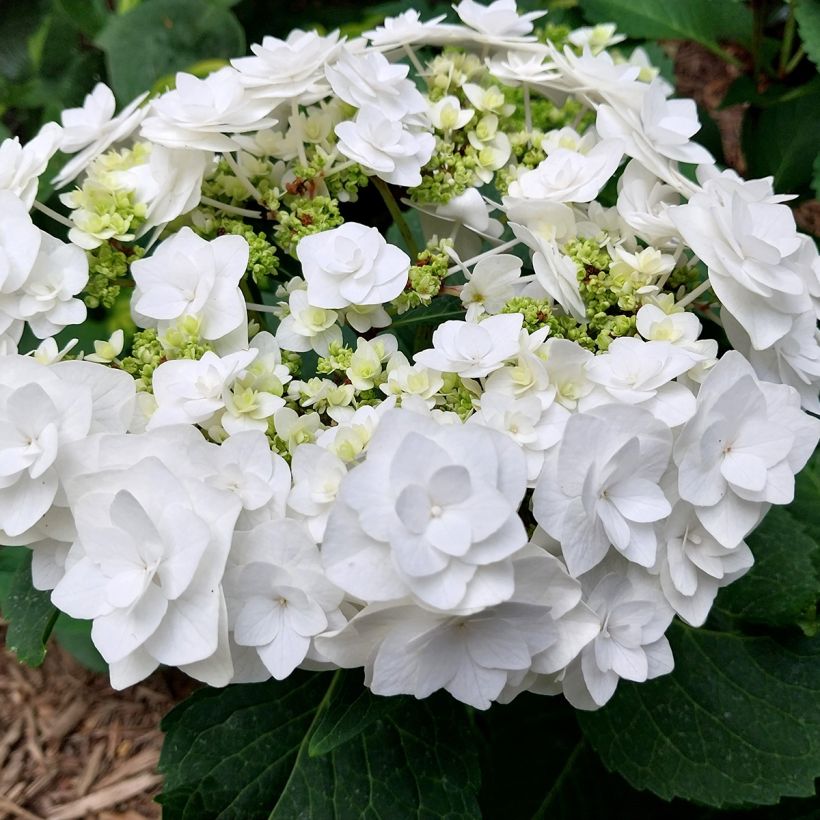Hydrangea macrophylla Wedding Gown - Ortensia (Flowering)