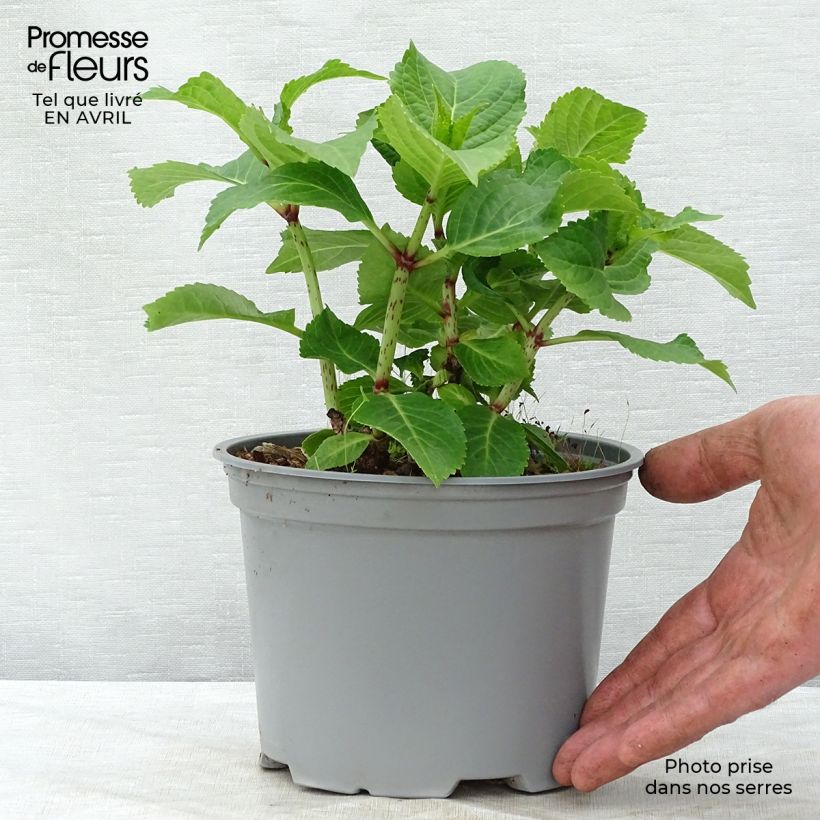 Example of Hydrangea macrophylla Wedding Gown - Ortensia Vaso da 1,5L/2L as you get in printemps