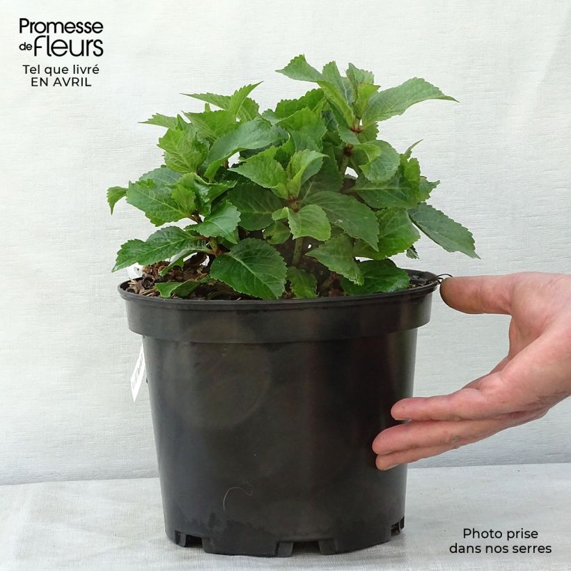 Example of Hydrangea macrophylla Wedding Gown - Ortensia Vaso da 4L/5L as you get in printemps