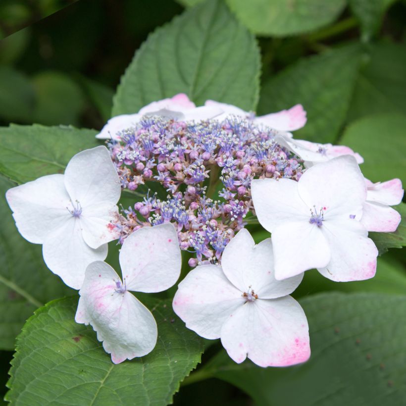 Hydrangea macrophylla White Wave - Ortensia (Fioritura)